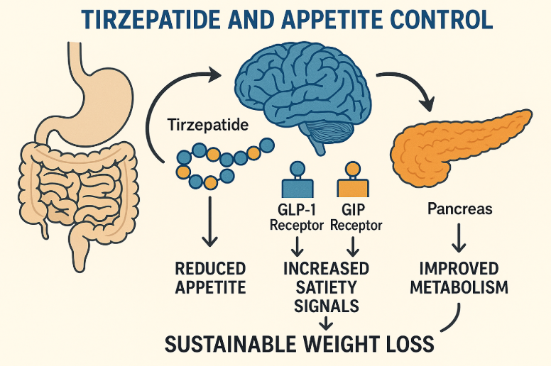 Tirzepatide mechanism illustration showing reduced appetite, increased satiety signals through GLP-1 and GIP receptors, and improved metabolism in the pancreas for sustainable weight loss.