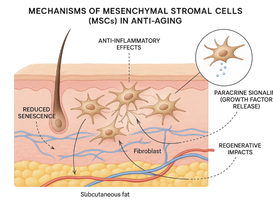 Illustration depicting mechanisms of mesenchymal stromal cells (MSCs) in anti-aging, highlighting anti-inflammatory effects, reduced senescence, and regenerative impacts on skin and subcutaneous fat.