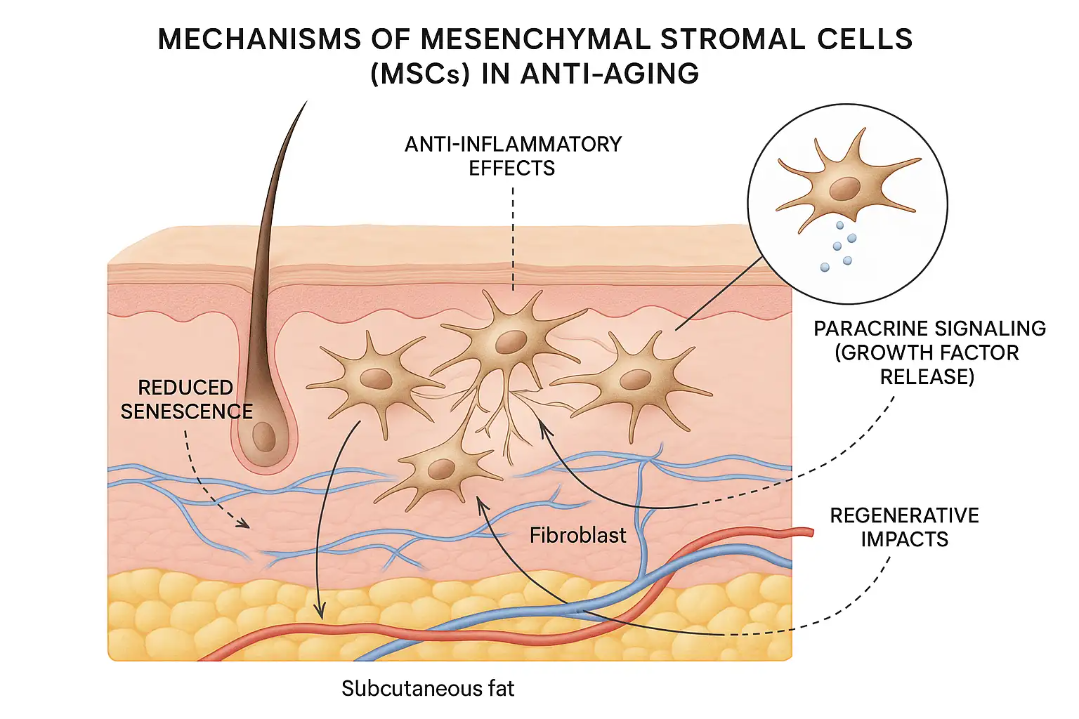 Mechanisms of mesenchymal stem cells (MSCs) in anti-aging, illustrating anti-inflammatory effects, reduced senescence, paracrine signaling, and regenerative impacts in subcutaneous fat.