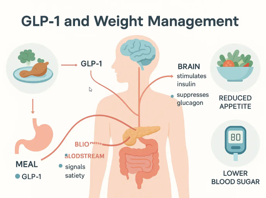 GLP-1 illustration showing its role in weight management, depicting the brain's stimulation of insulin, appetite reduction, and lower blood sugar, alongside meal and satiety signals.